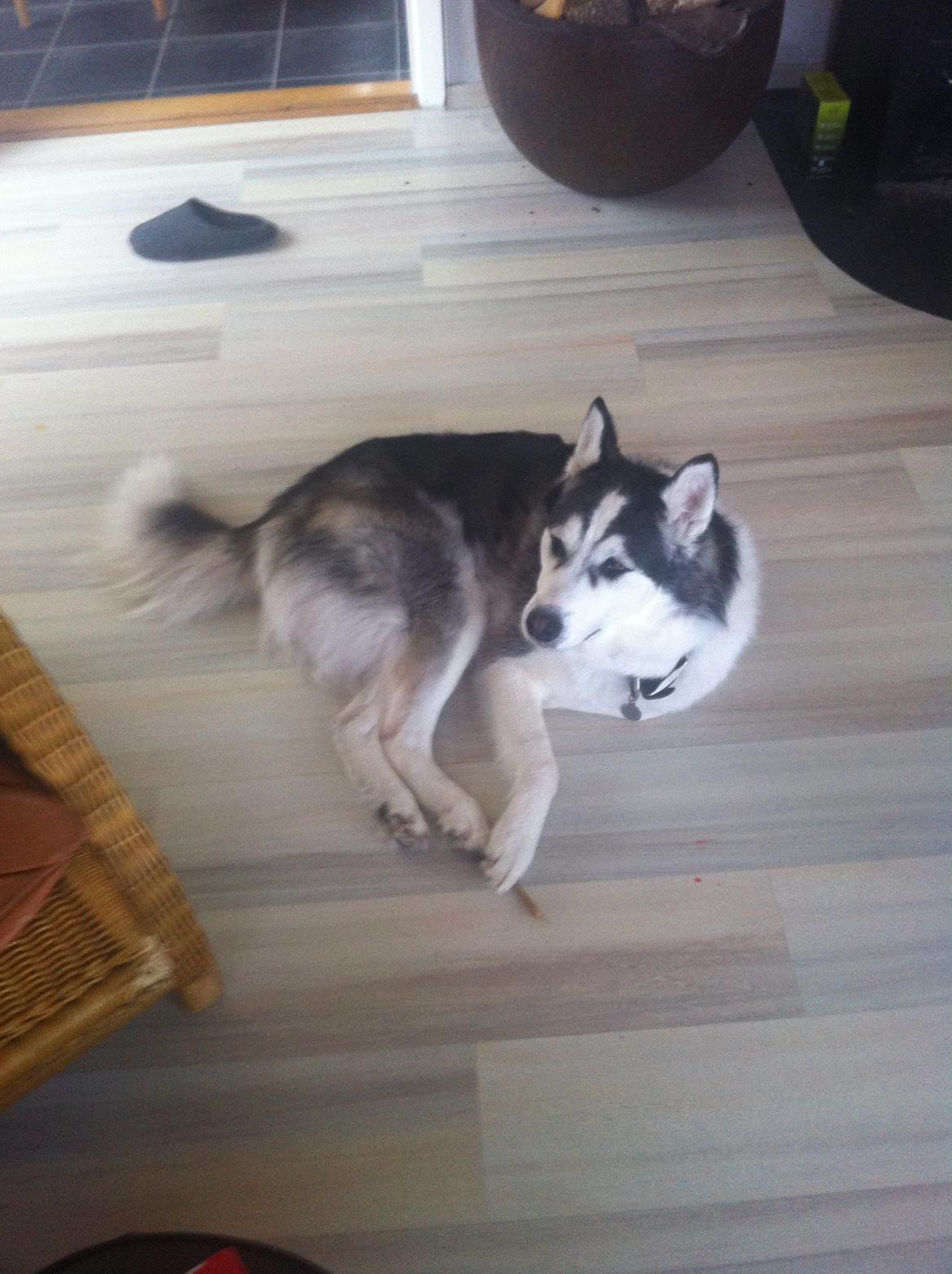 Siberian husky Kenzo billede 15