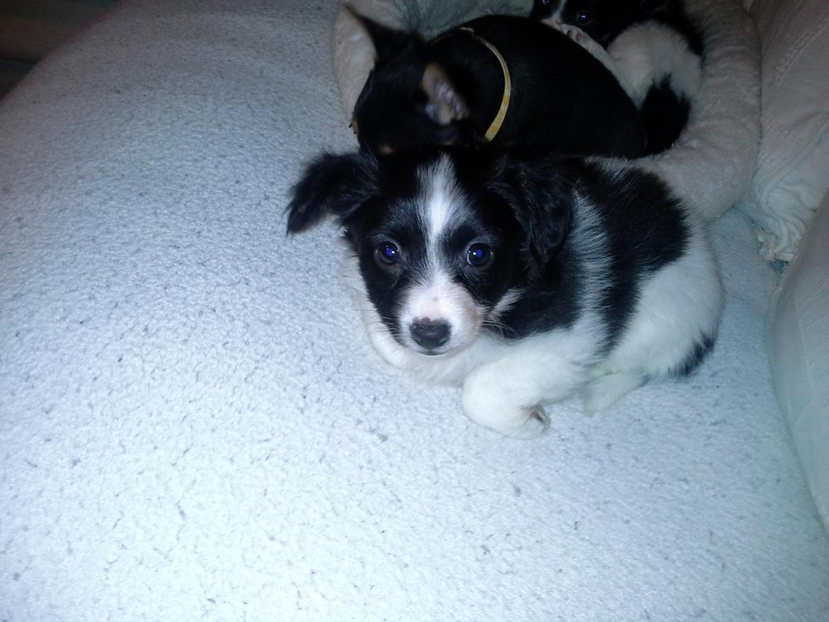 Blanding af racer Kani billede 7