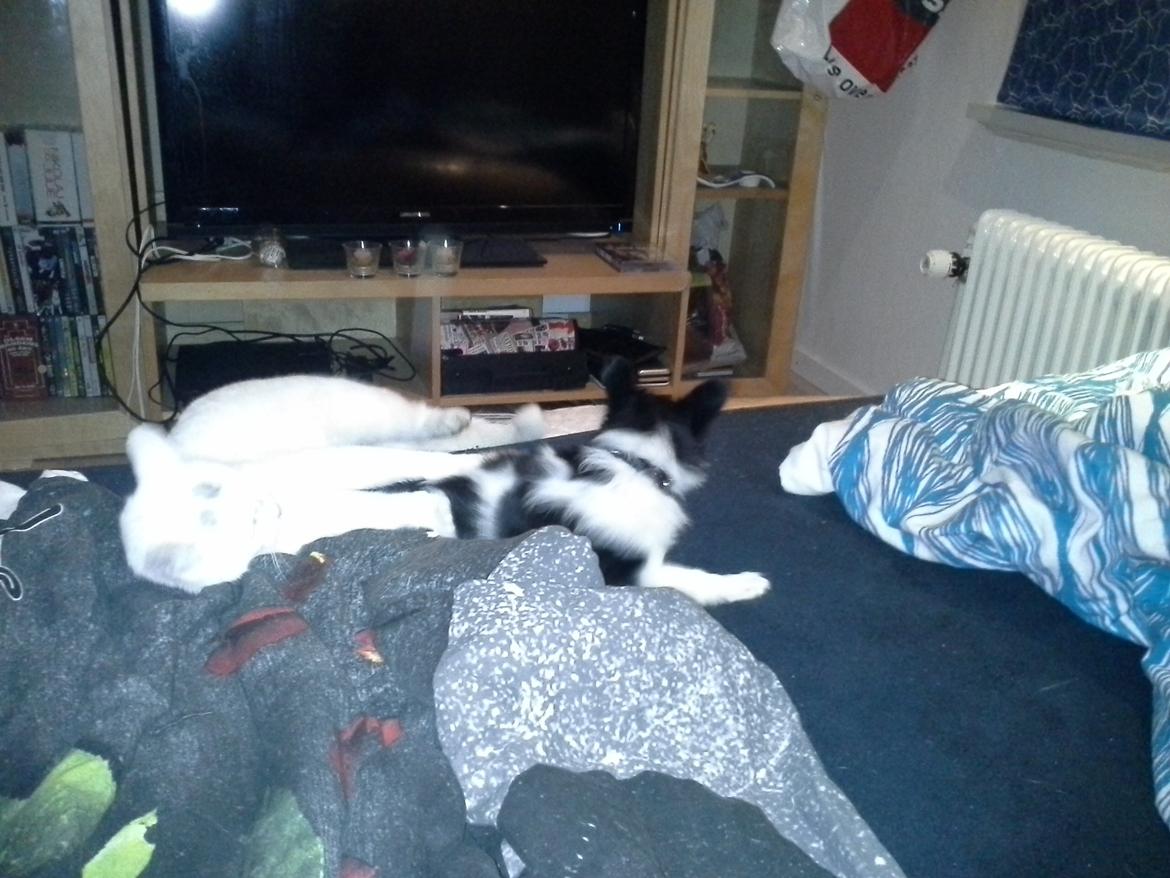 Blanding af racer Kani - Kani leger med katten
 billede 8