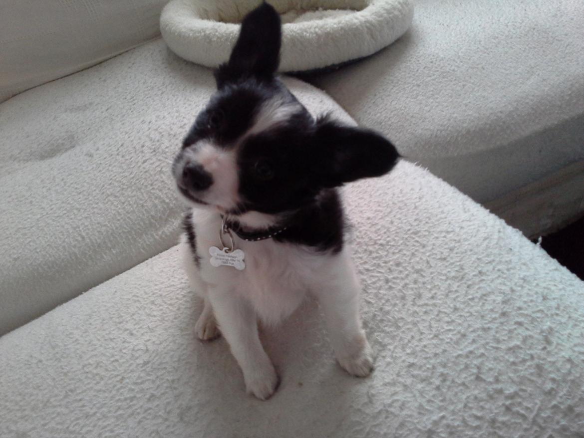 Blanding af racer Kani - Hvor er det bare sødt det her hehe  billede 9