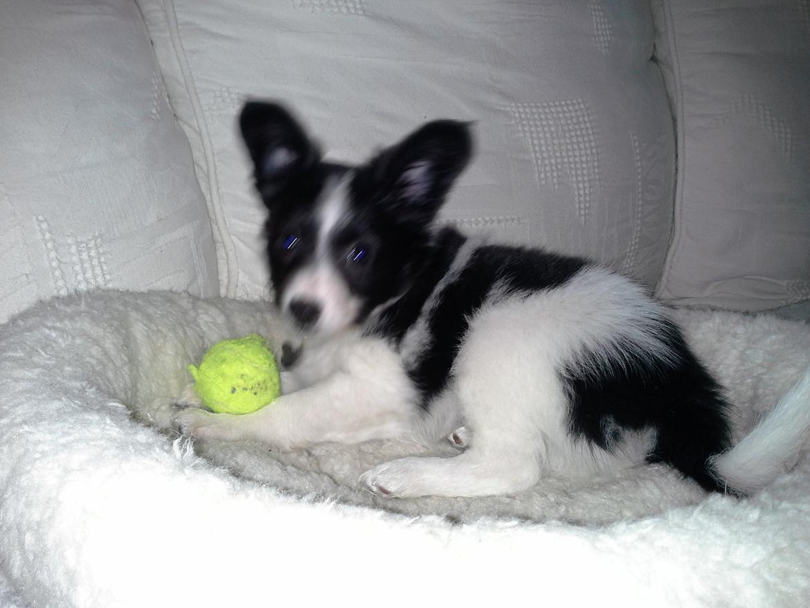 Blanding af racer Kani billede 10