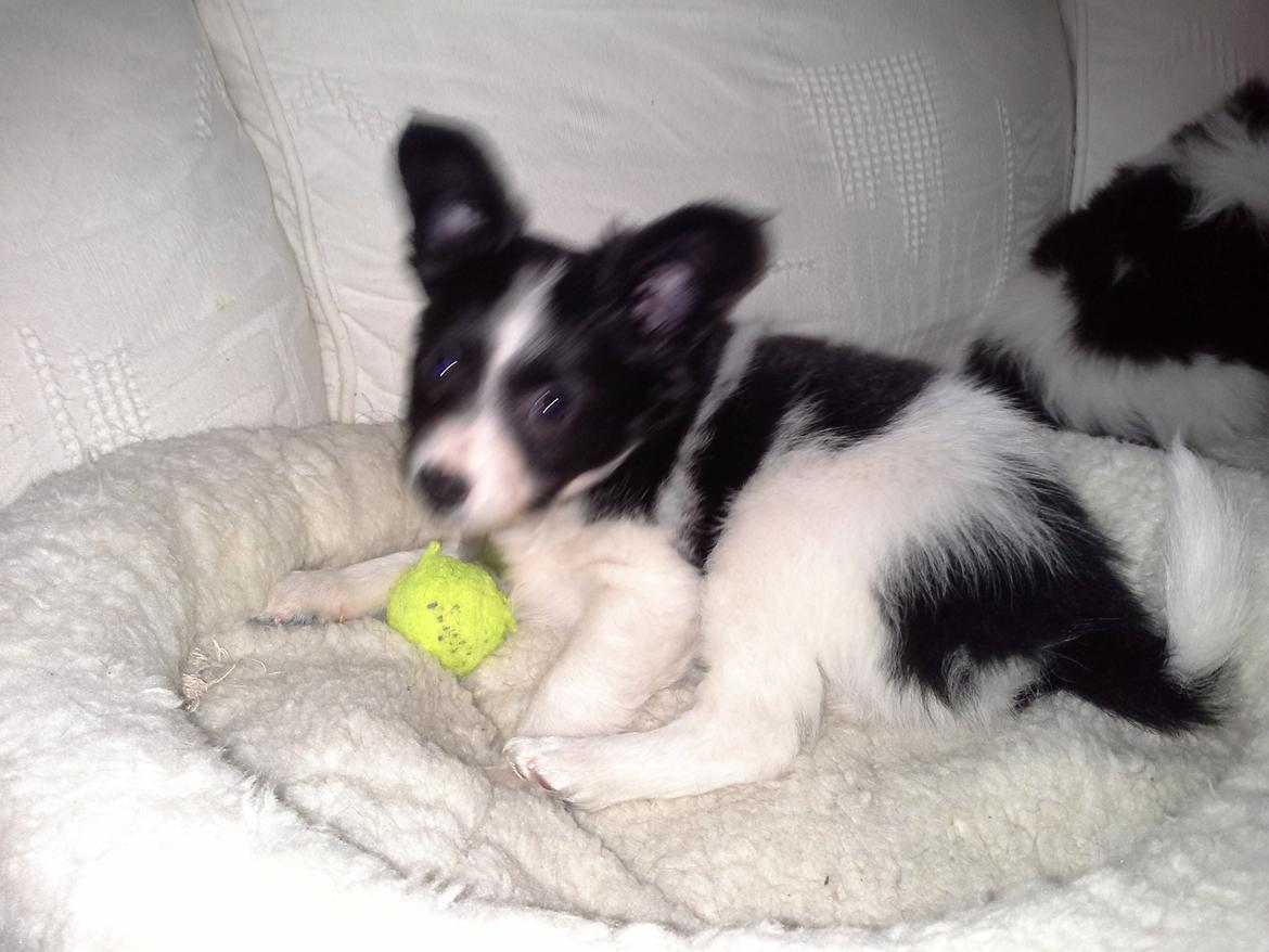 Blanding af racer Kani billede 11