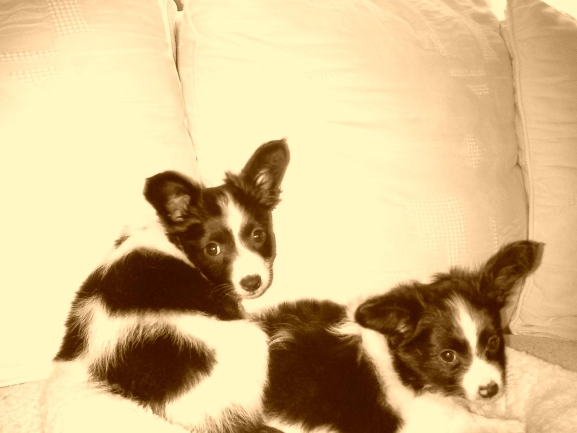 Blanding af racer Kani - jeg er træt far , det er ham den til venstre der er min billede 12