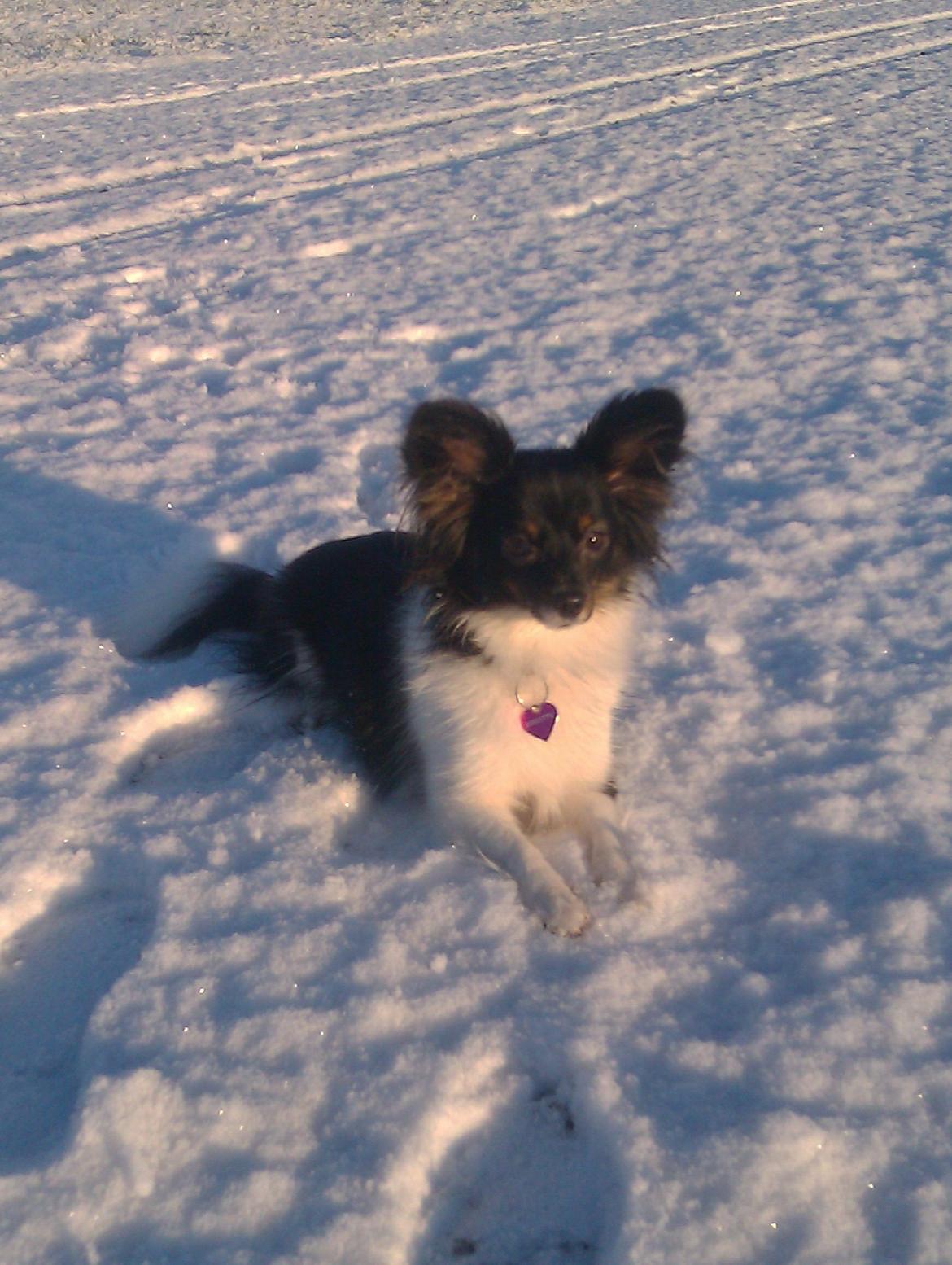 Papillon Malou My Dream billede 8