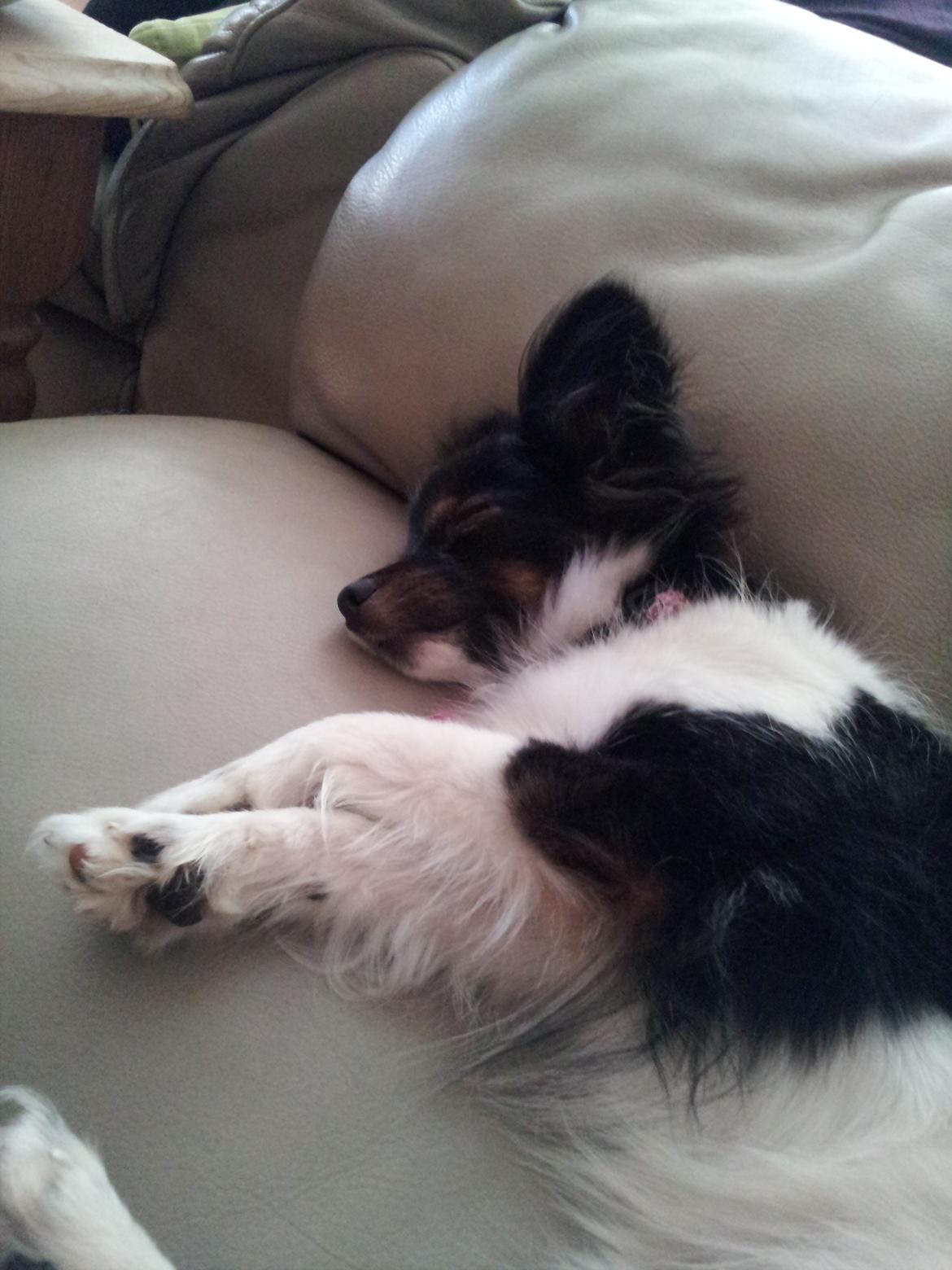 Papillon Malou My Dream - Så er prinsessen gået omkuld billede 9