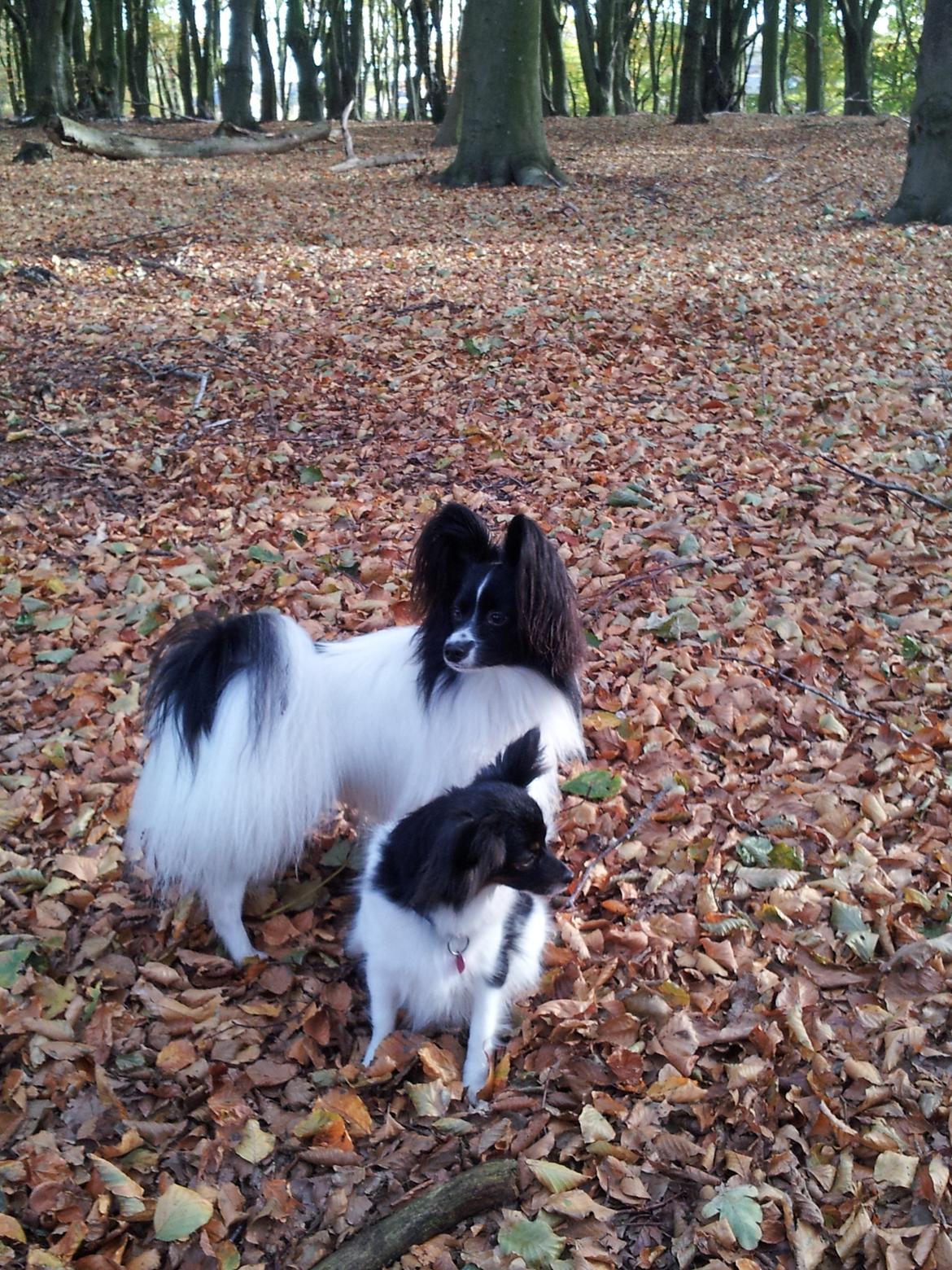 Papillon Malou My Dream billede 10