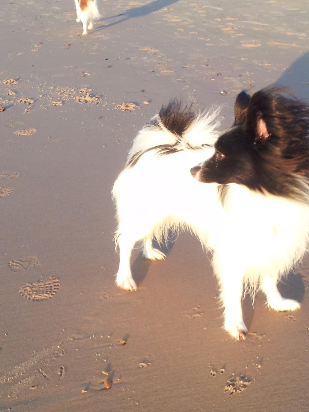 Papillon Gallinas Artemis billede 6