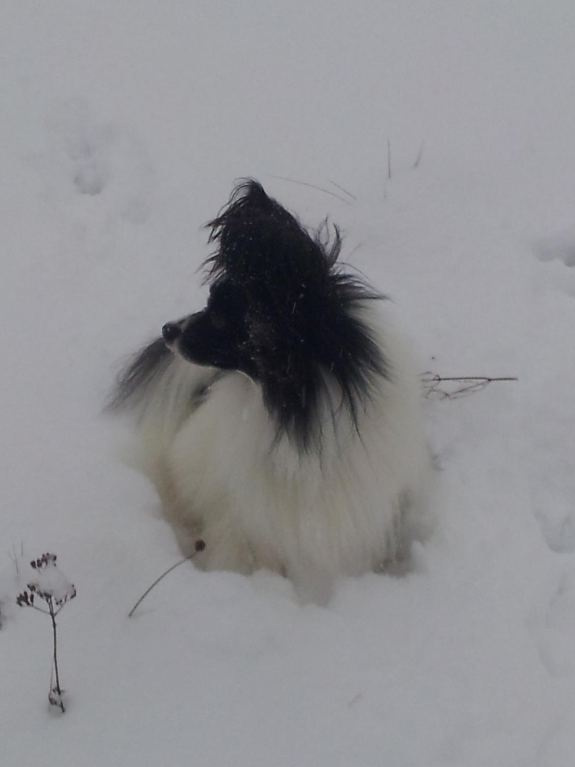 Papillon Gallinas Artemis billede 7