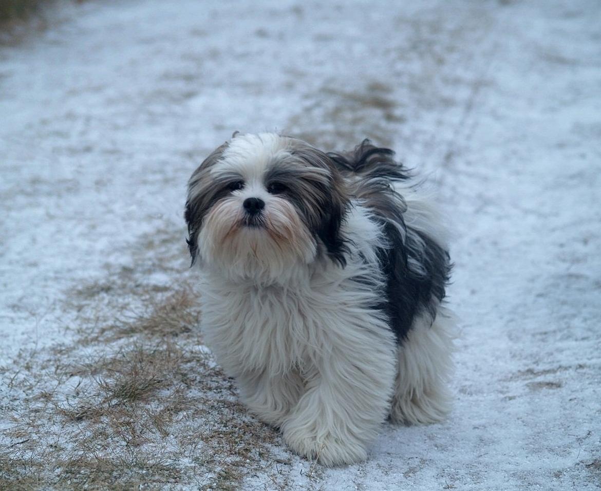 Lhasa apso Tucker billede 13
