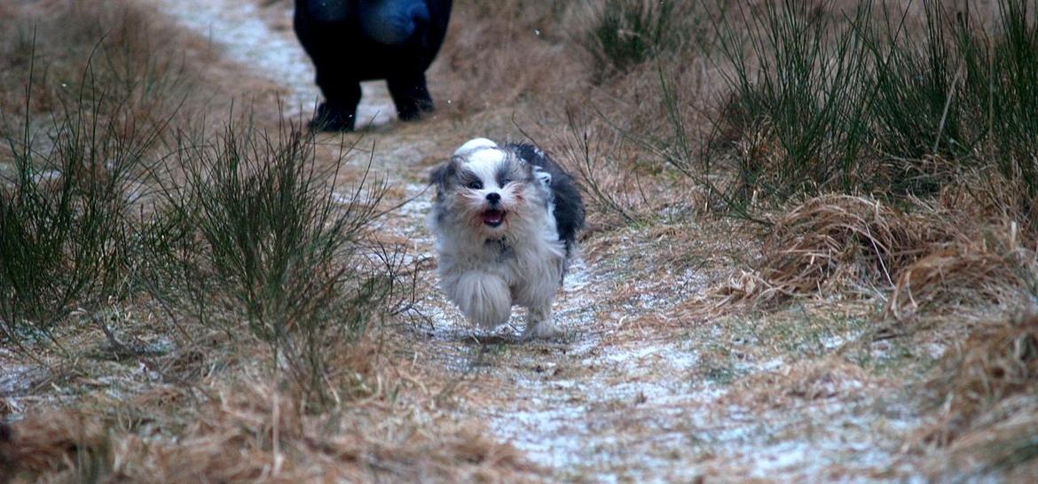 Lhasa apso Tucker billede 28