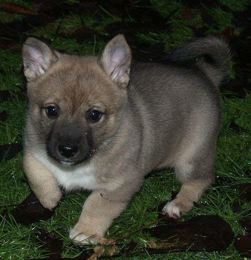 Västgötaspids Ludwig (Z-Ti) - 6½ uge billede 3