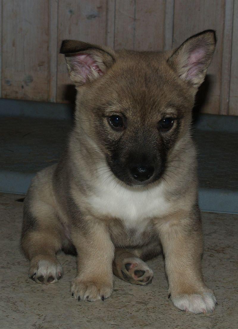 Västgötaspids Ludwig (Z-Ti) - 8 uger billede 4