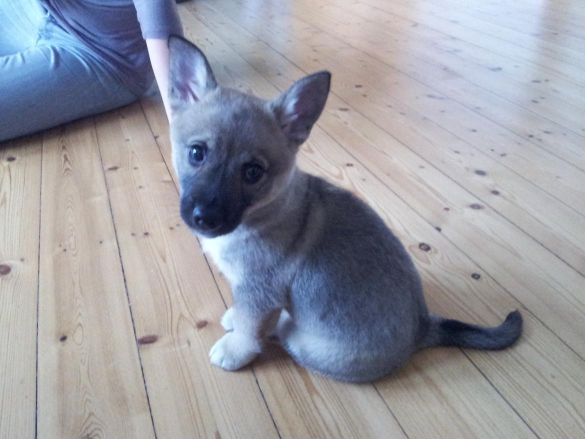 Västgötaspids Ludwig (Z-Ti) - Ankommet til sit nye hjem! billede 5