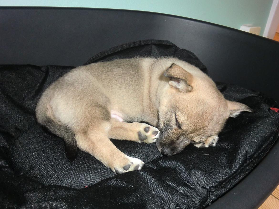 Västgötaspids Ludwig (Z-Ti) billede 6