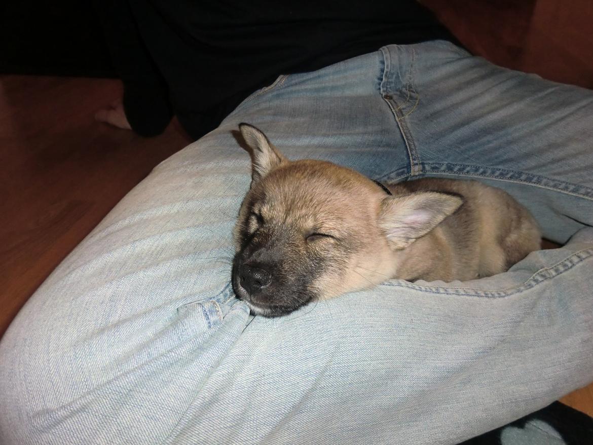 Västgötaspids Ludwig (Z-Ti) billede 7