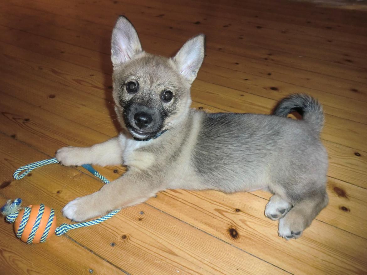 Västgötaspids Ludwig (Z-Ti) billede 8