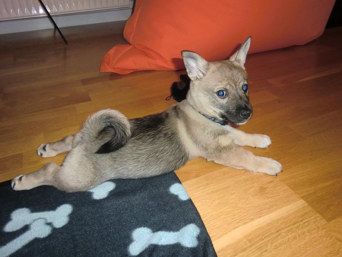 Västgötaspids Ludwig (Z-Ti) billede 9