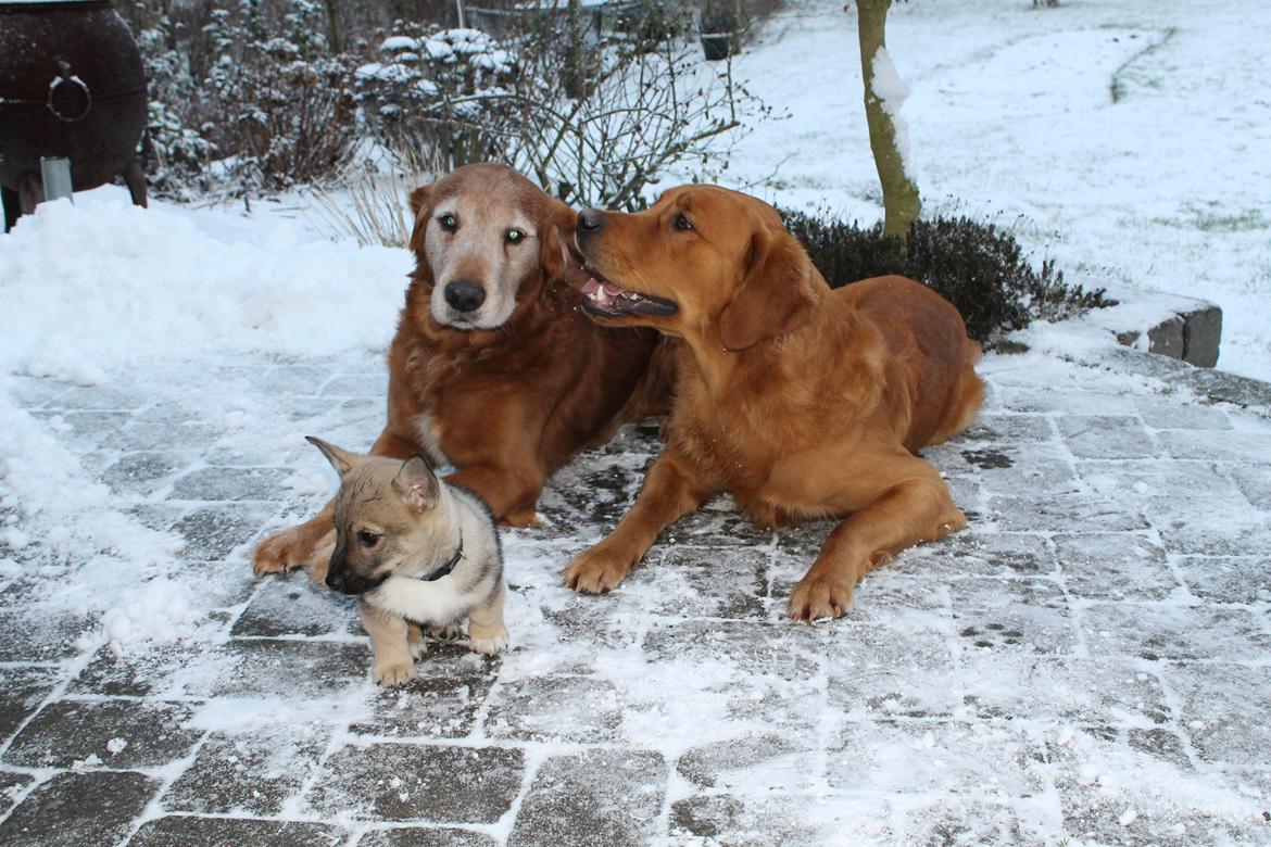 Västgötaspids Ludwig (Z-Ti) - Leger med sine fætre: Loui og Valde. billede 10