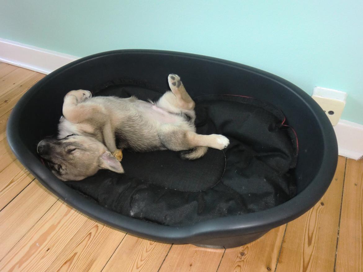 Västgötaspids Ludwig (Z-Ti) billede 11