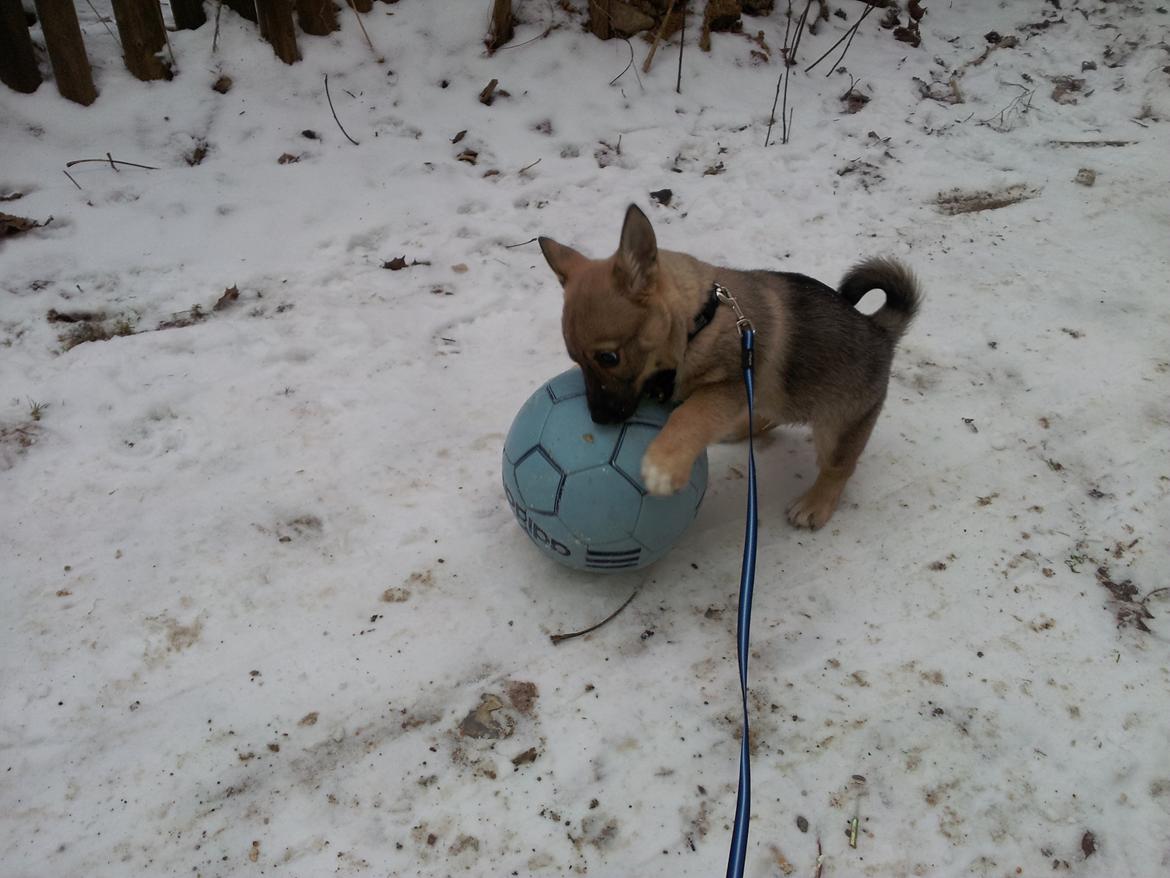 Västgötaspids Ludwig (Z-Ti) billede 12