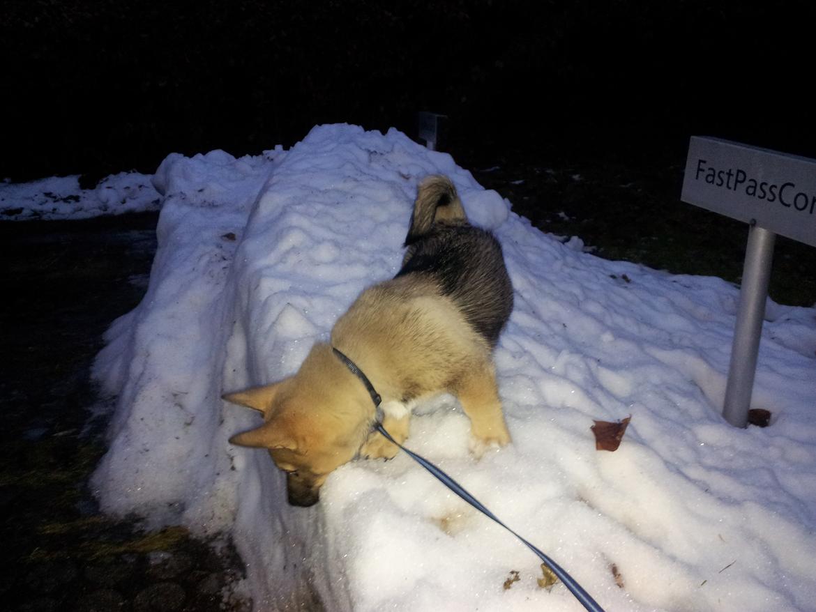 Västgötaspids Ludwig (Z-Ti) billede 13