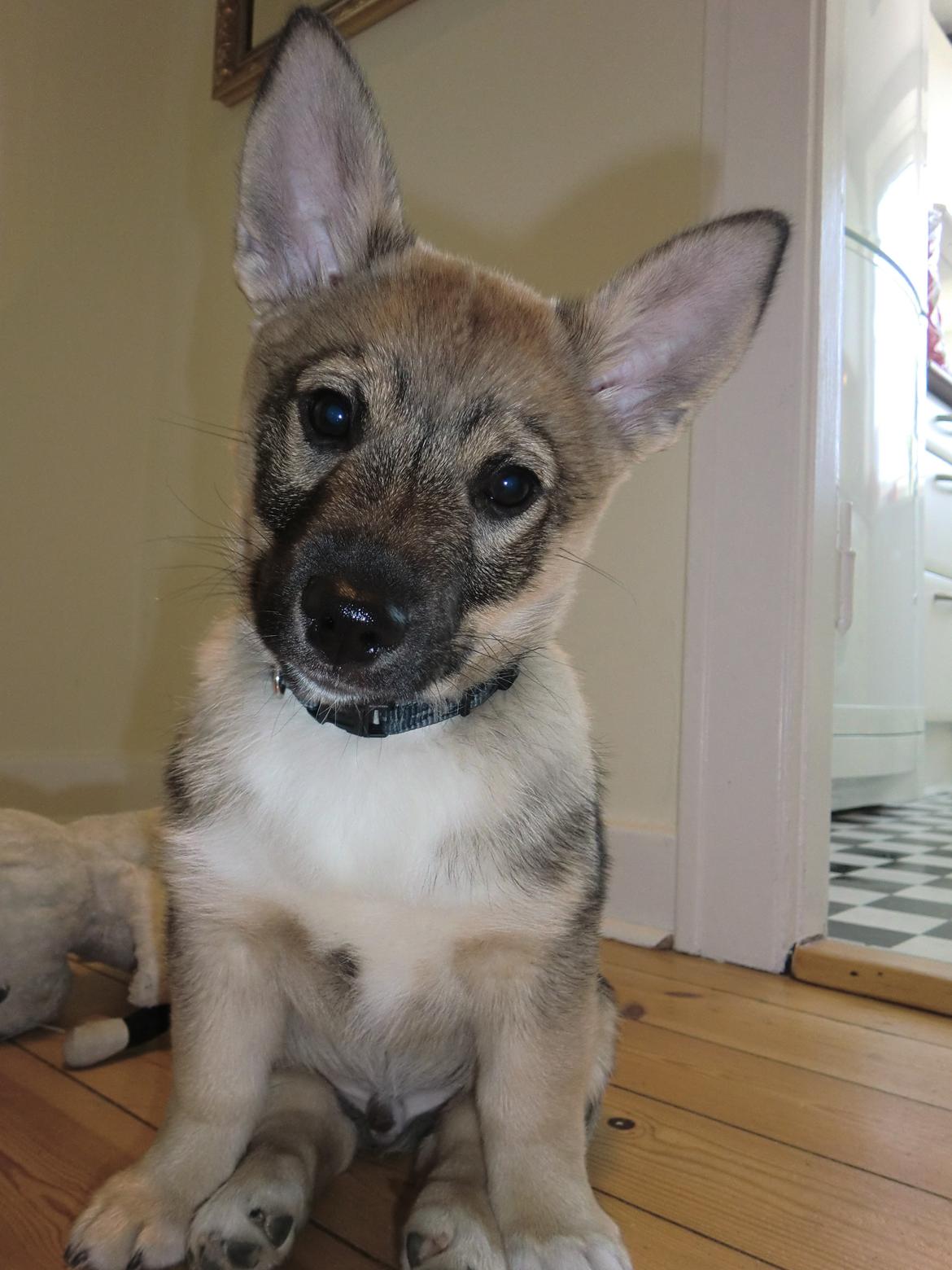 Västgötaspids Ludwig (Z-Ti) billede 14