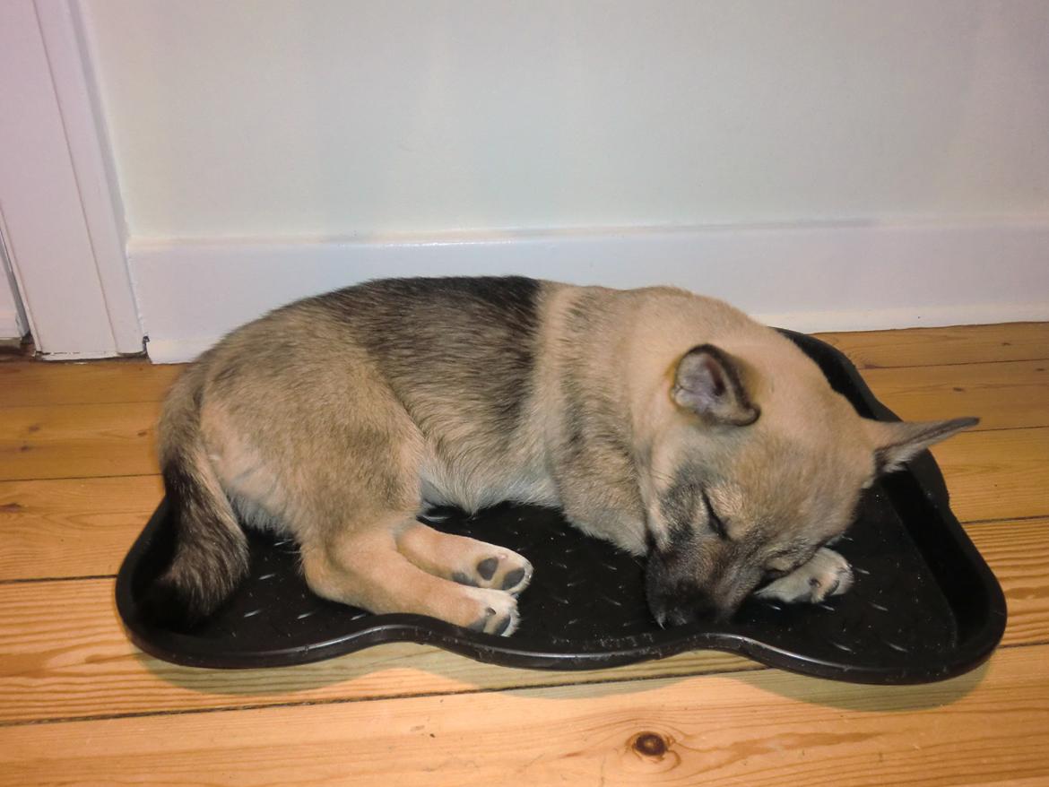 Västgötaspids Ludwig (Z-Ti) billede 15