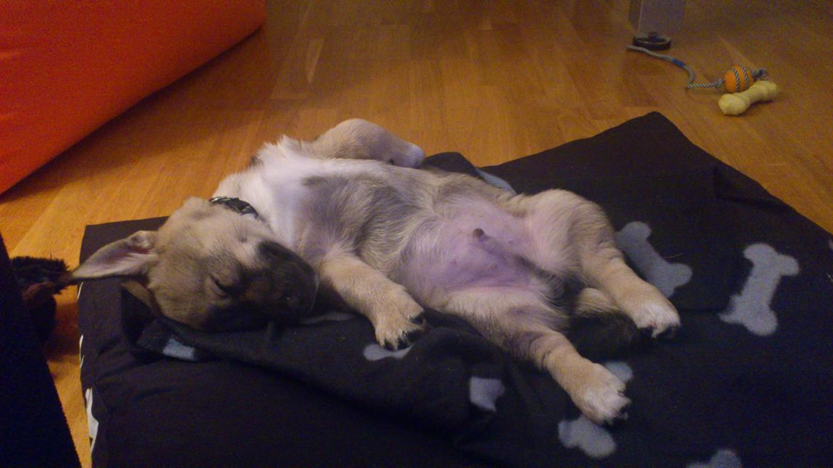 Västgötaspids Ludwig (Z-Ti) billede 16