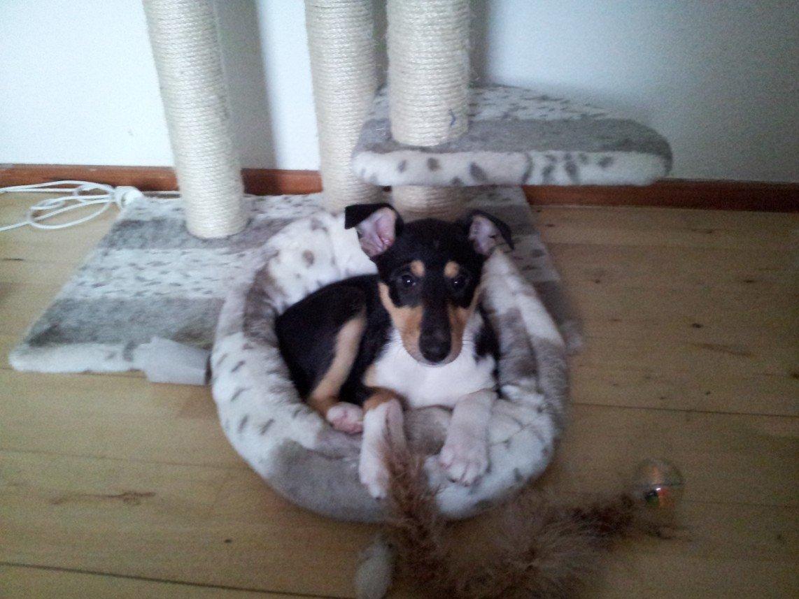 Collie korthåret Zoey - Meeeget lille Zoey billede 1