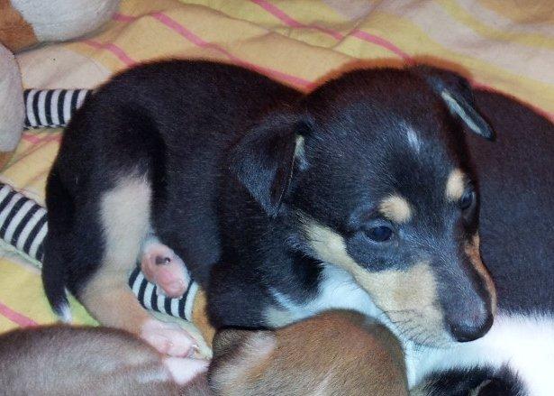 Collie korthåret Zoey billede 2