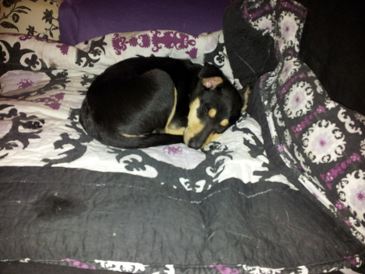 Collie korthåret Zoey billede 3