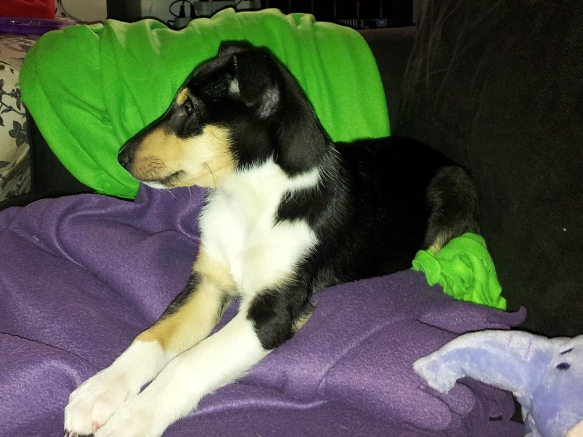 Collie korthåret Zoey billede 4