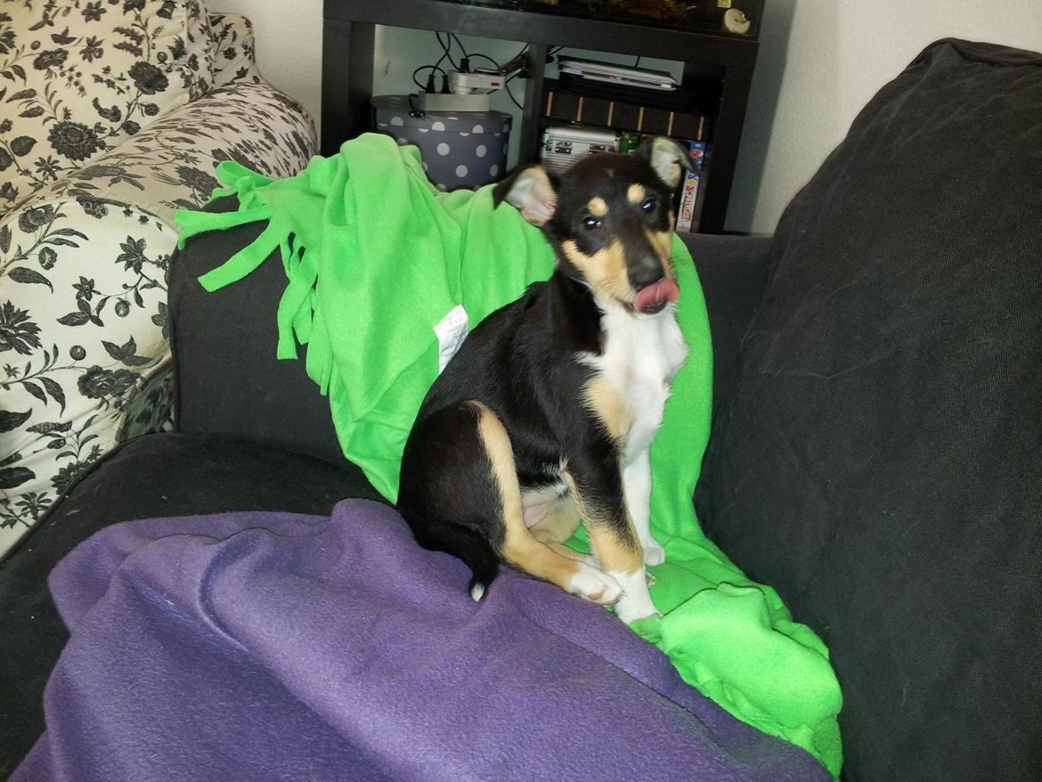 Collie korthåret Zoey billede 5