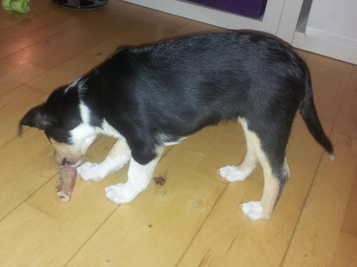 Collie korthåret Zoey billede 6