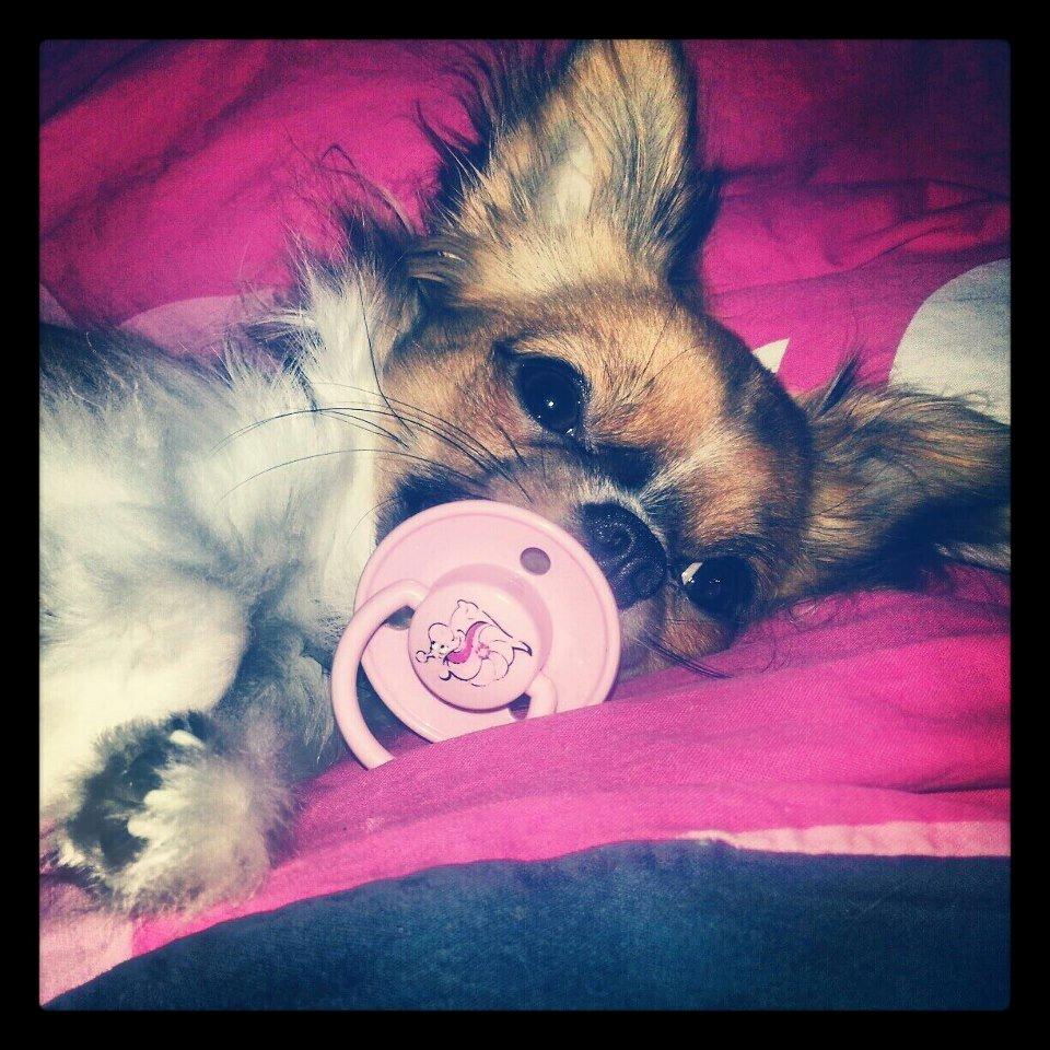 Chihuahua Ib billede 1