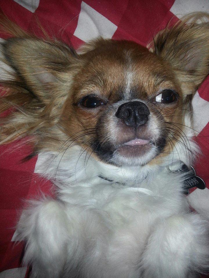 Chihuahua Ib billede 2