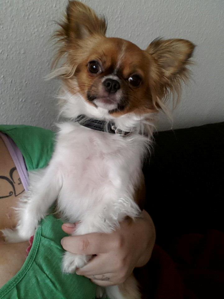 Chihuahua Ib billede 3