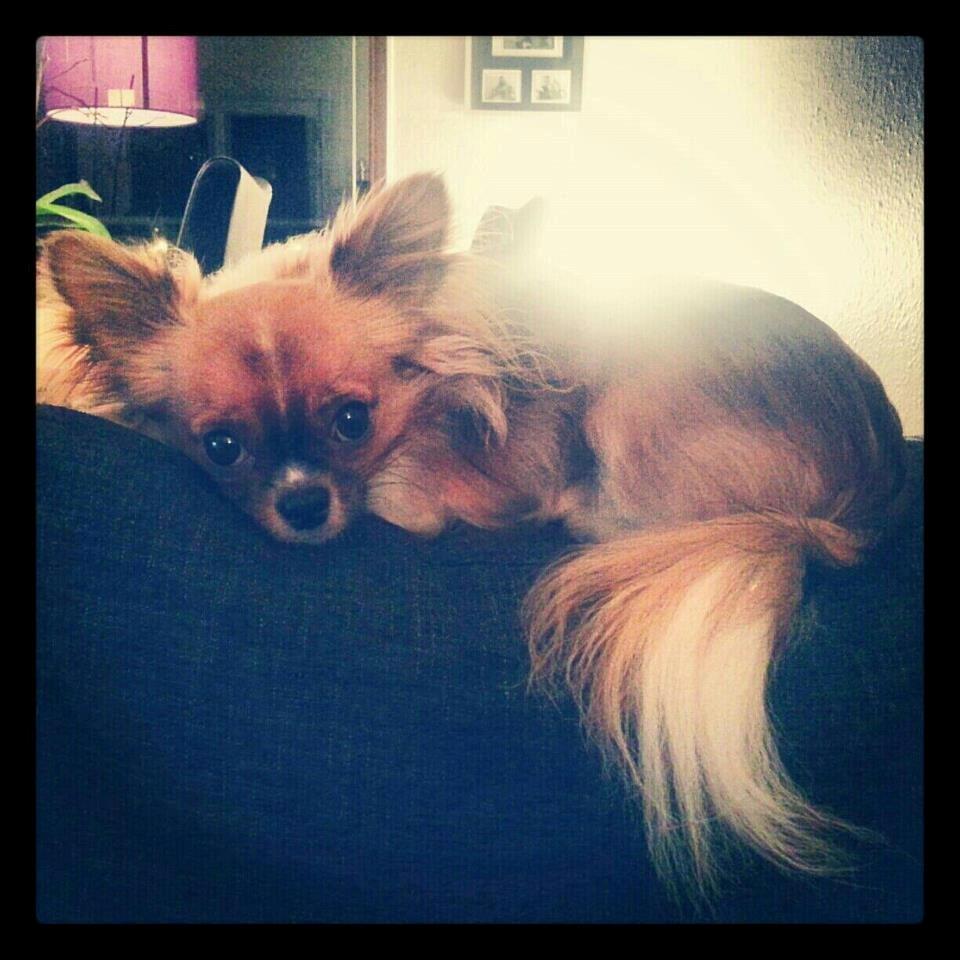 Chihuahua Ib billede 4