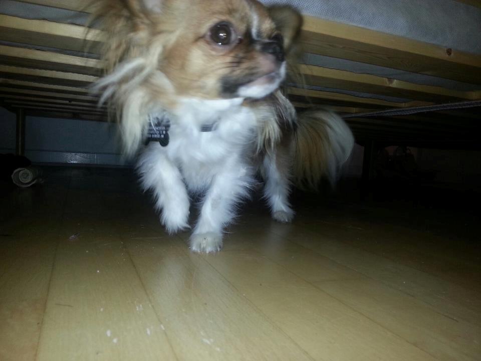 Chihuahua Ib billede 5