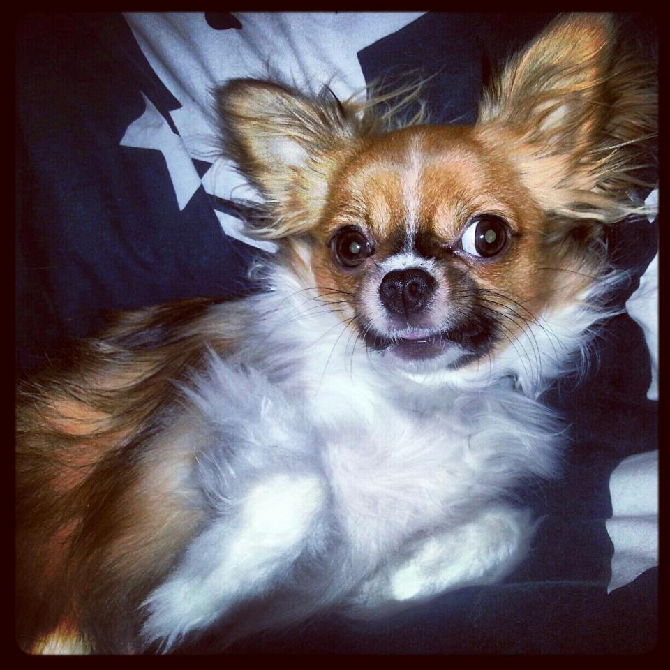 Chihuahua Ib billede 6