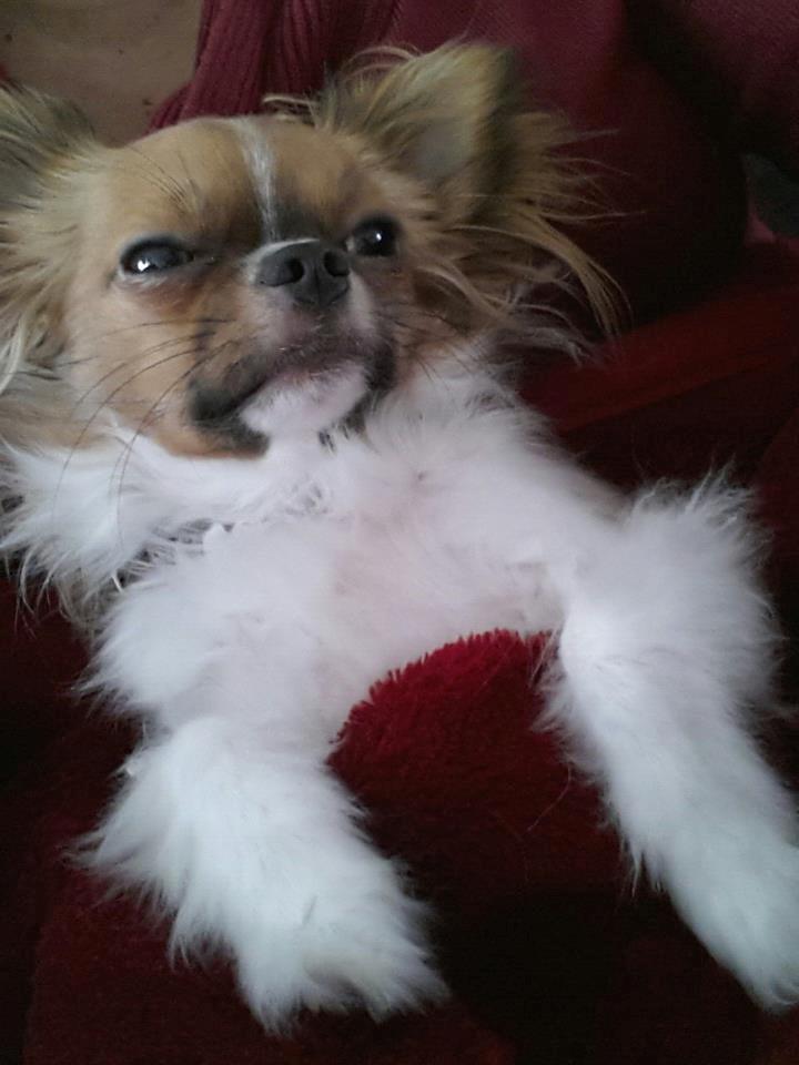 Chihuahua Ib billede 7