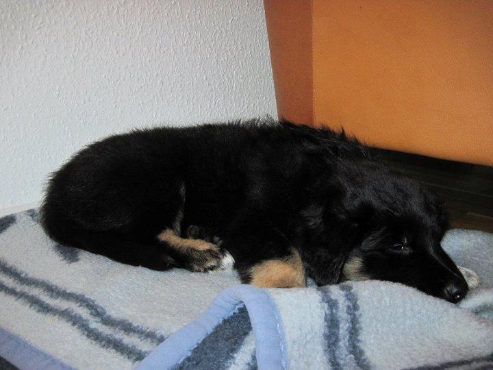 Blanding af racer Moe billede 6