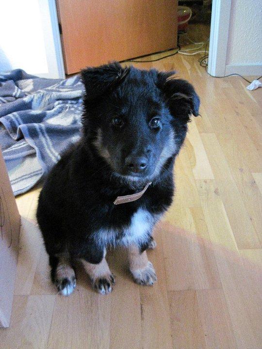 Blanding af racer Moe billede 5