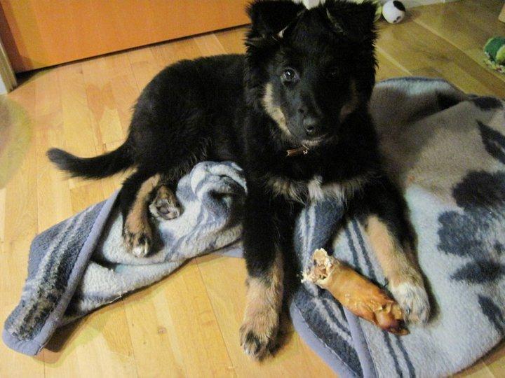 Blanding af racer Moe billede 4