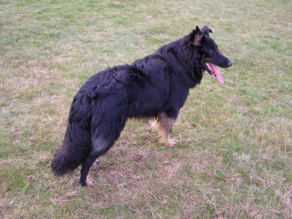 Blanding af racer Moe billede 2