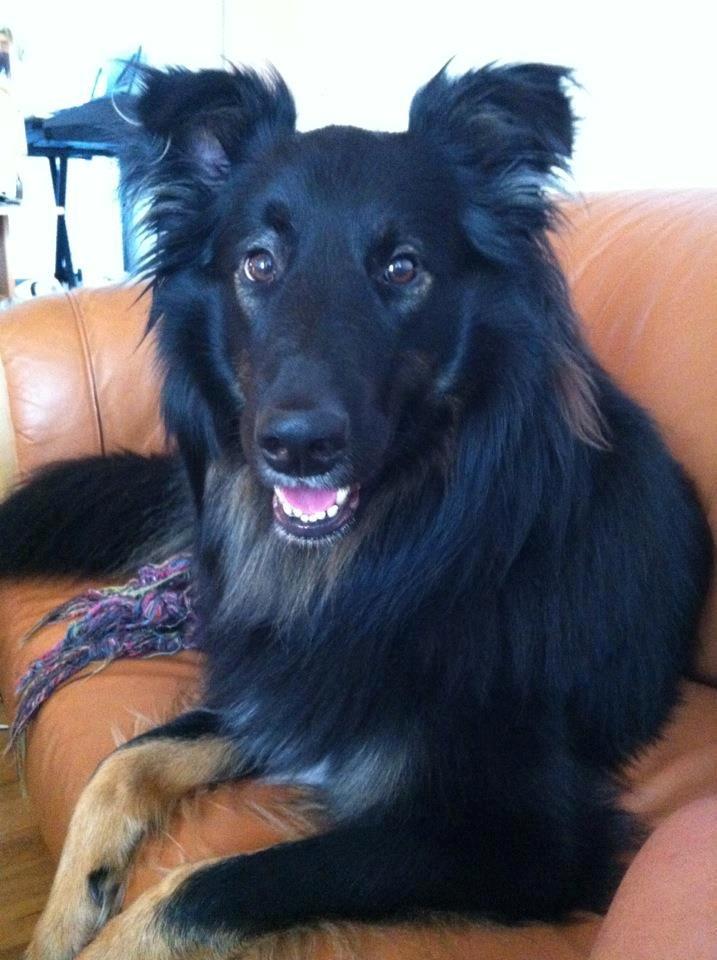 Blanding af racer Moe billede 1