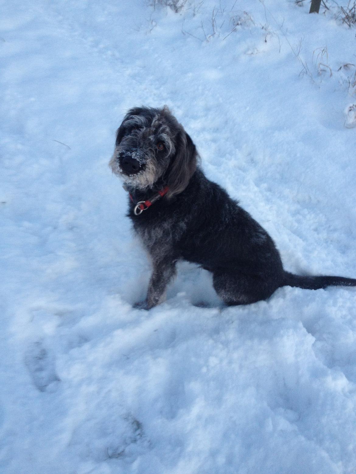 Blanding af racer King billede 10