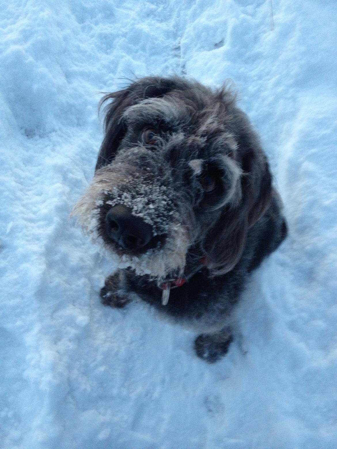 Blanding af racer King billede 11