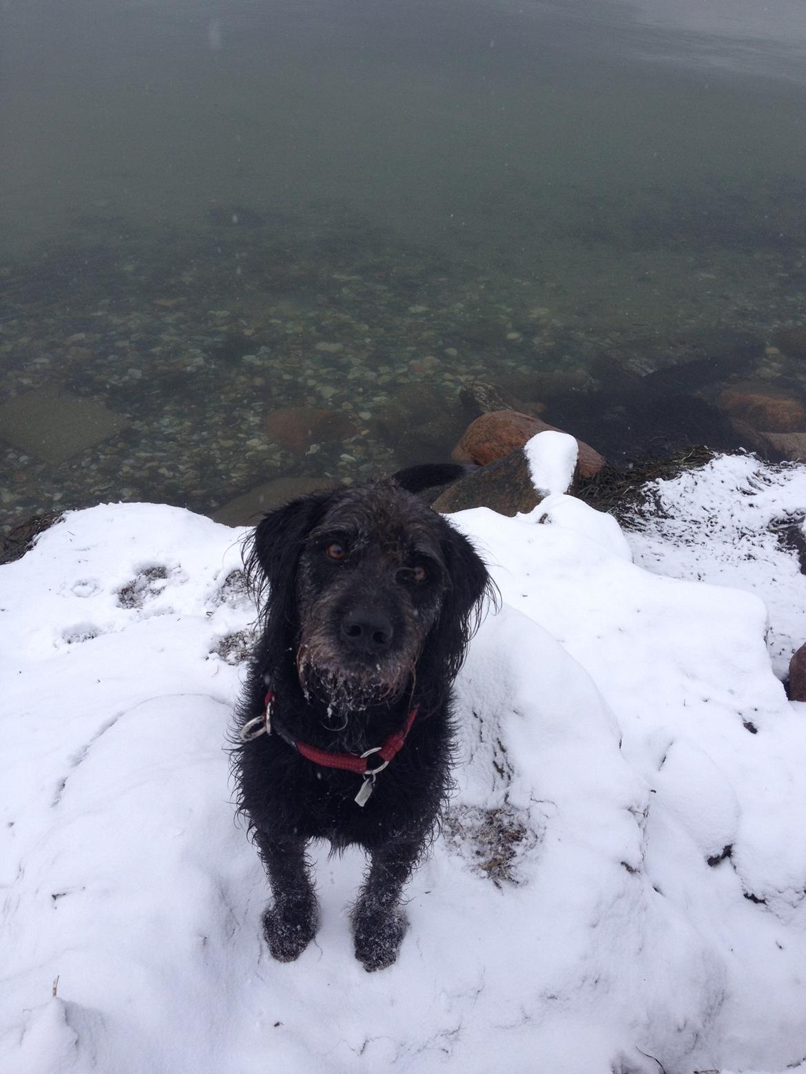 Blanding af racer King billede 12