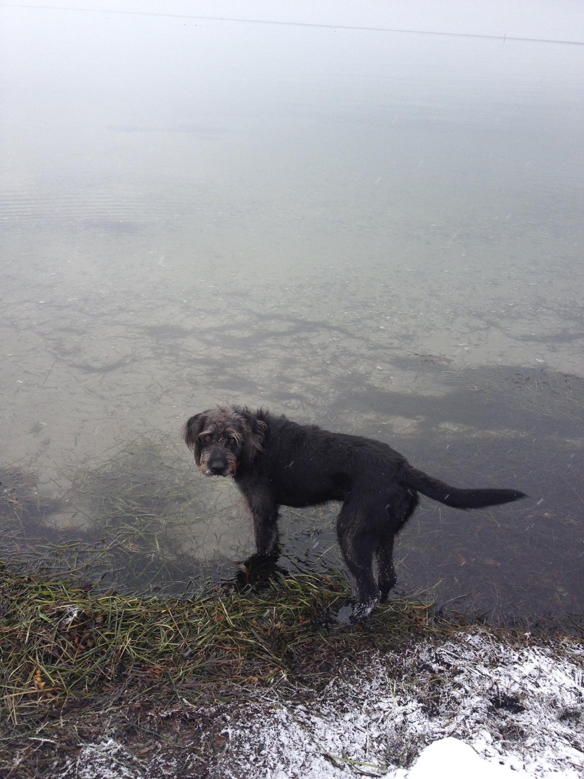 Blanding af racer King billede 13